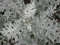 This looked better last year in a "Wintery Wonderland" box I planted with some Lamb's Ears, fuzzy-blue Sage, and Lavender.